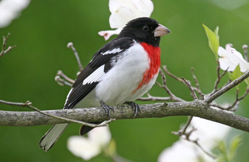 rose breasted grosbeak