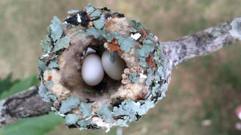 ruby throated hummingbird eggs