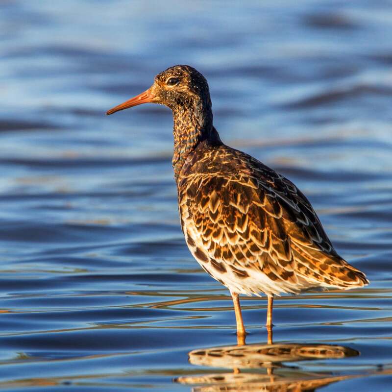 ruff bird