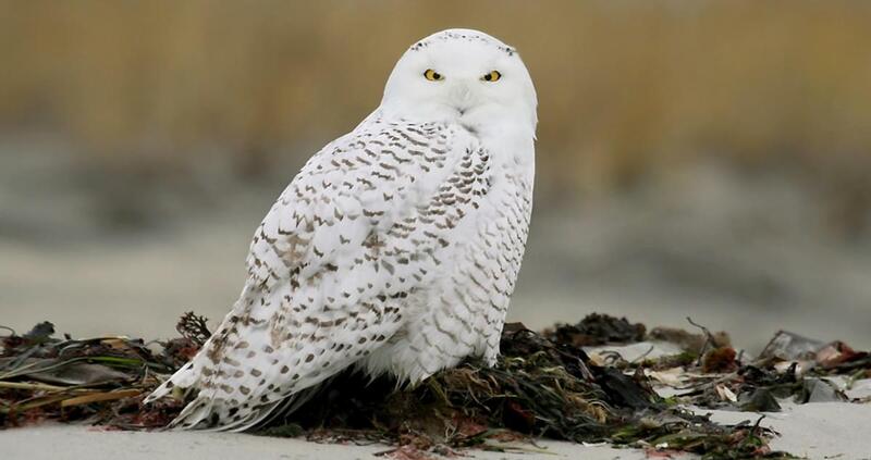 snowy owl