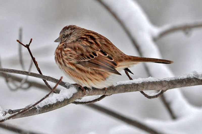 song sparrow