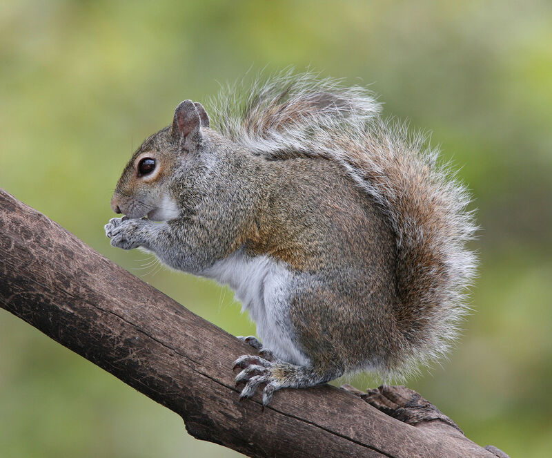 squirrel hanging out on a branch