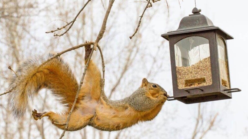 squirrel and bird feeder