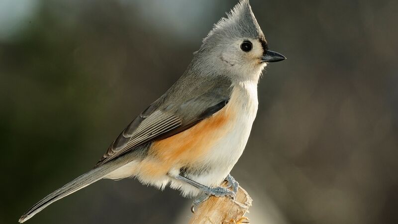 tufted titmouse