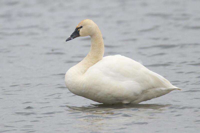 tundra swan