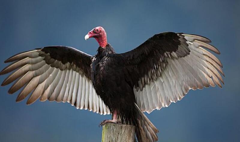 turkey vulture