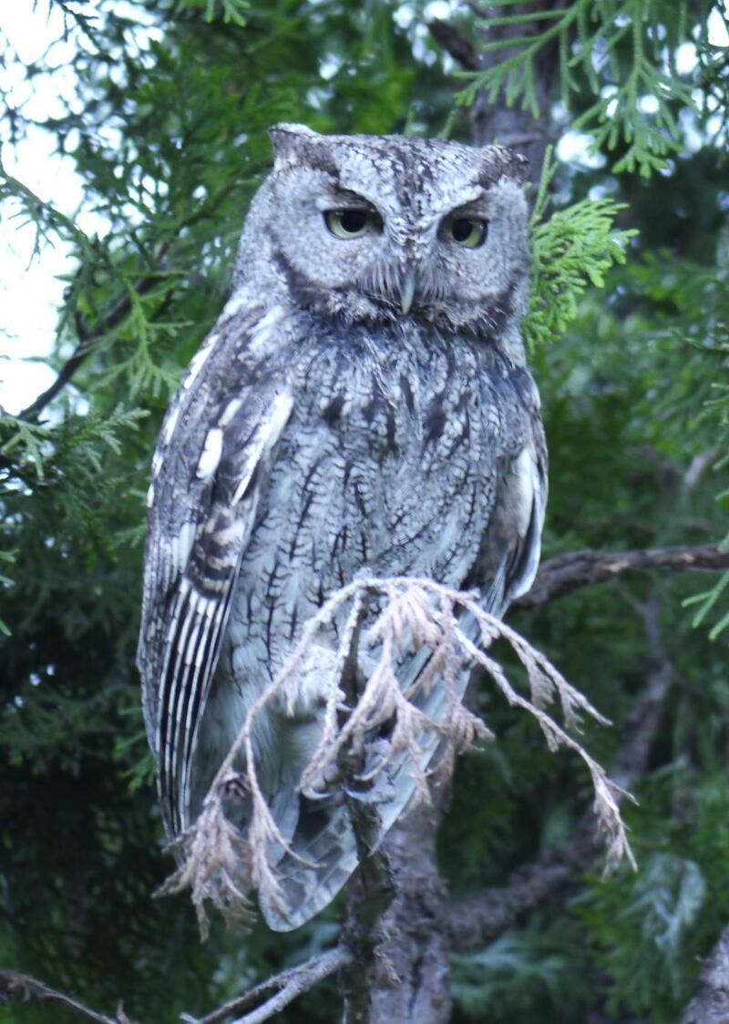 western screech owl