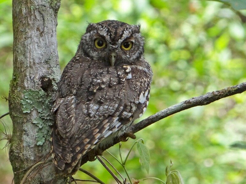 whiskered screech owl