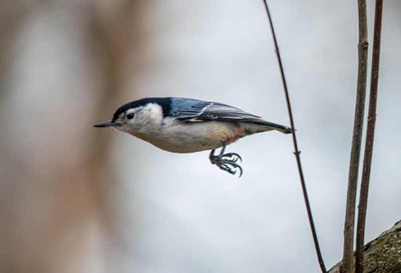 white breasted nuthatch