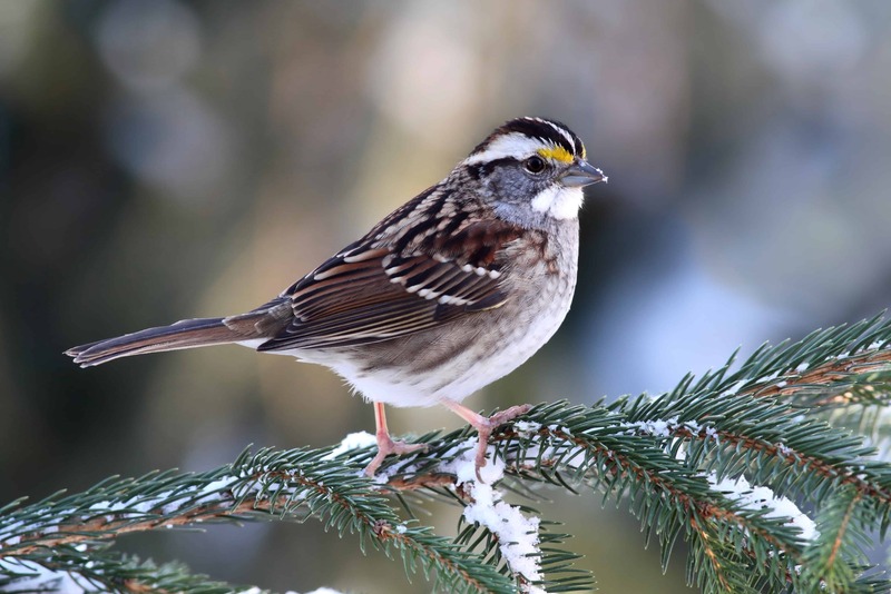 white throated sparrow