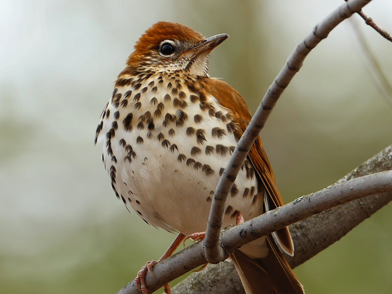 wood thrush