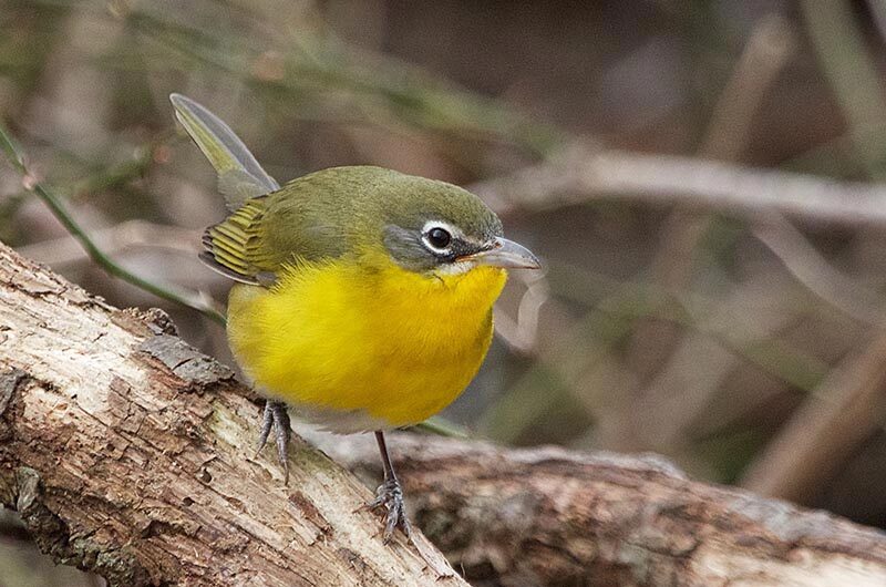 yellow breasted chat