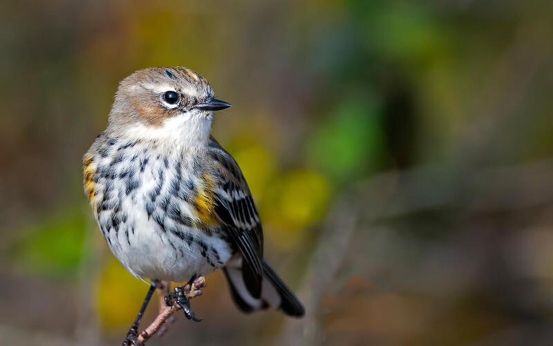 yellow rumped warbler