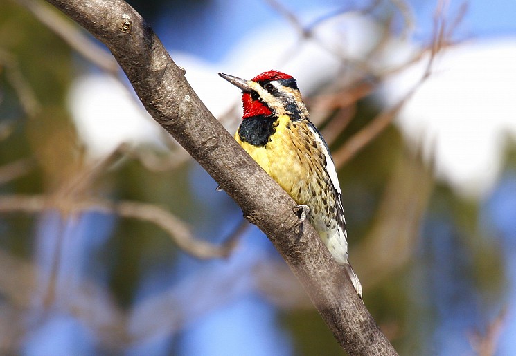 yellowbellied sapsucker