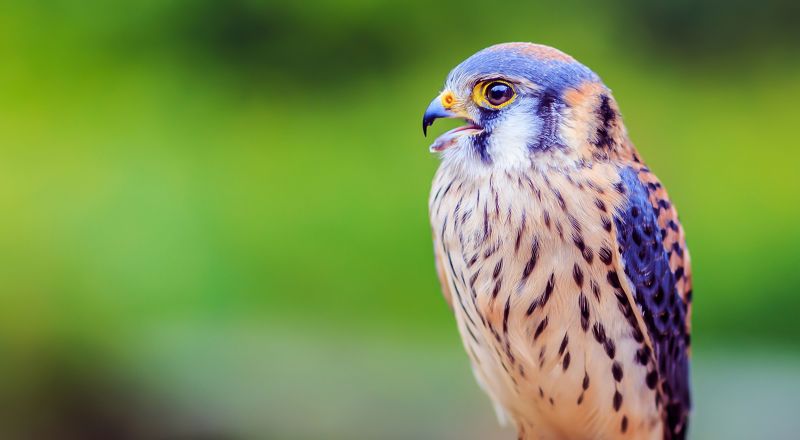 american kestrel