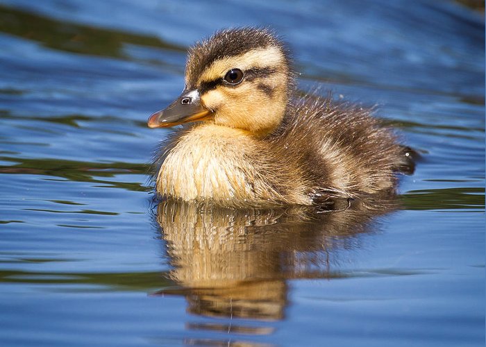 baby duck swimming