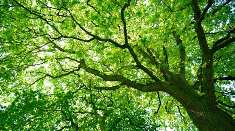 backyard tree