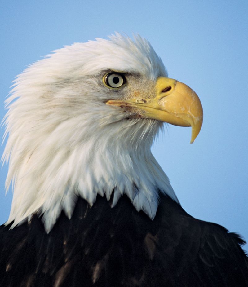 bald eagle