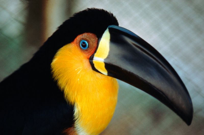 toucan beak