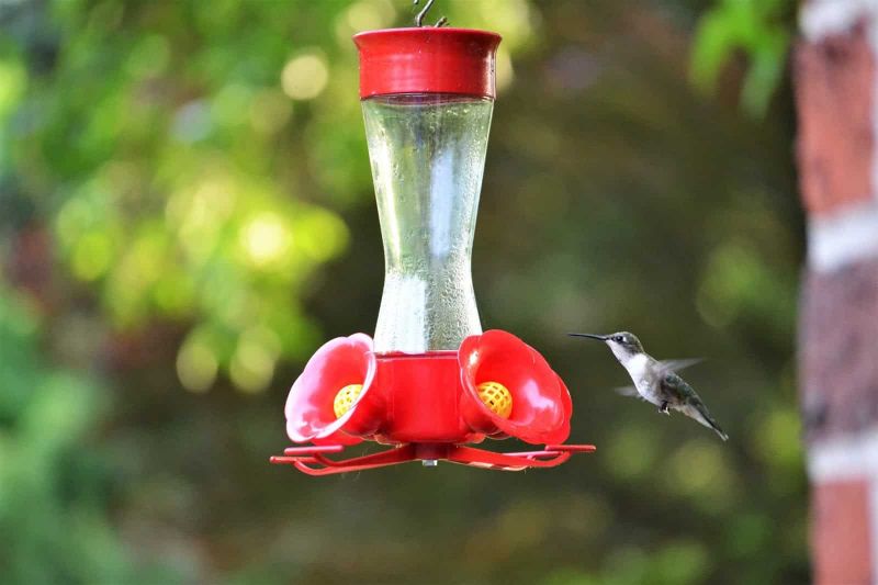 alimentatore per nettare di uccelli