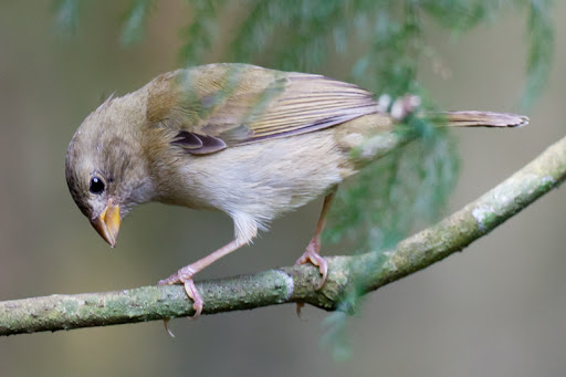 bird perching