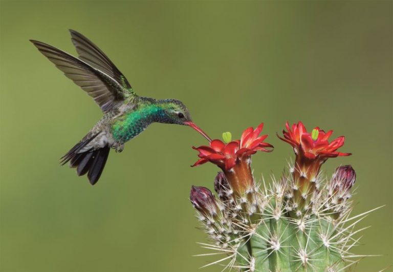 Hummingbirds In Michigan (6 Species Pictured) Daily Birder