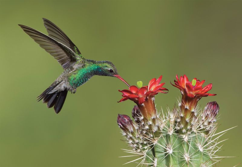 broad billed hummingbird