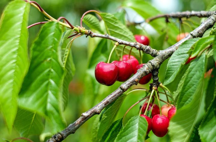 cherry plant