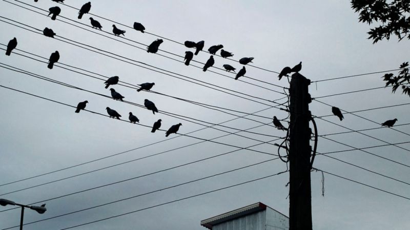 crows perching on telephone line