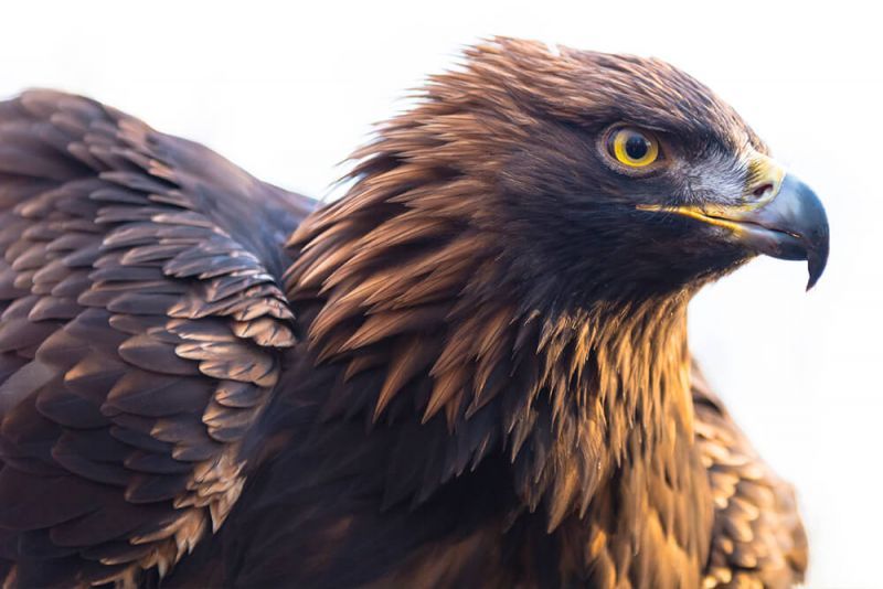 Florida Birds Of Prey (15 Species Pictured) Daily Birder