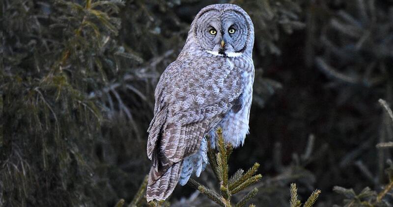 great gray owl