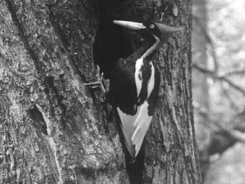 ivory billed woodpecker