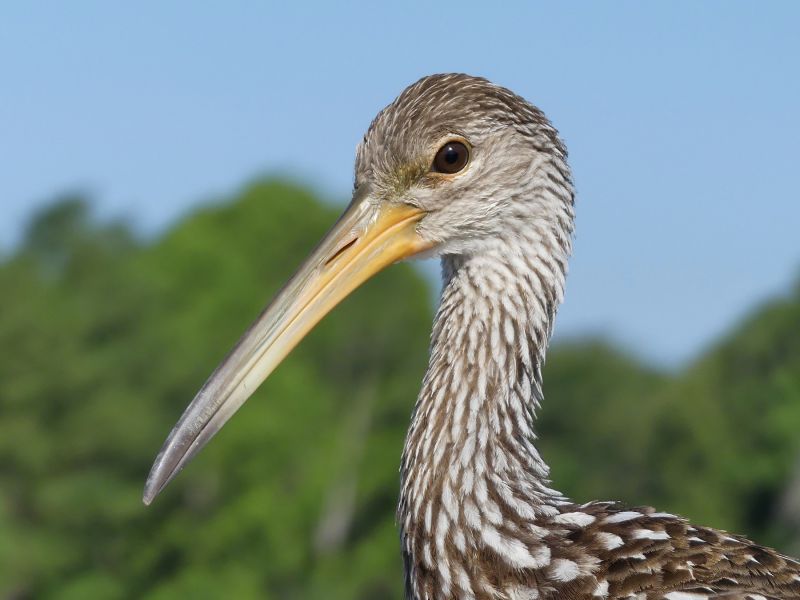 limpkin