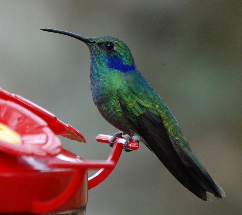 mexican violetear