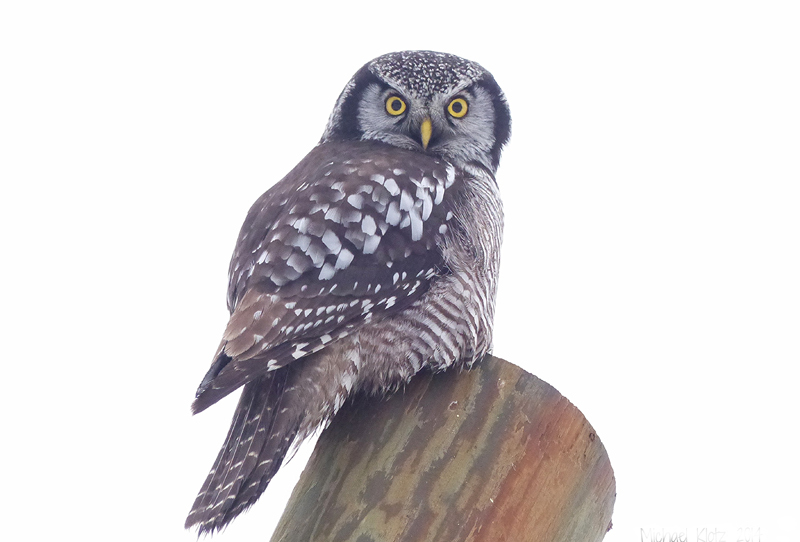 northern hawk owl