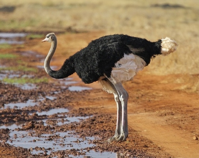 ostrich