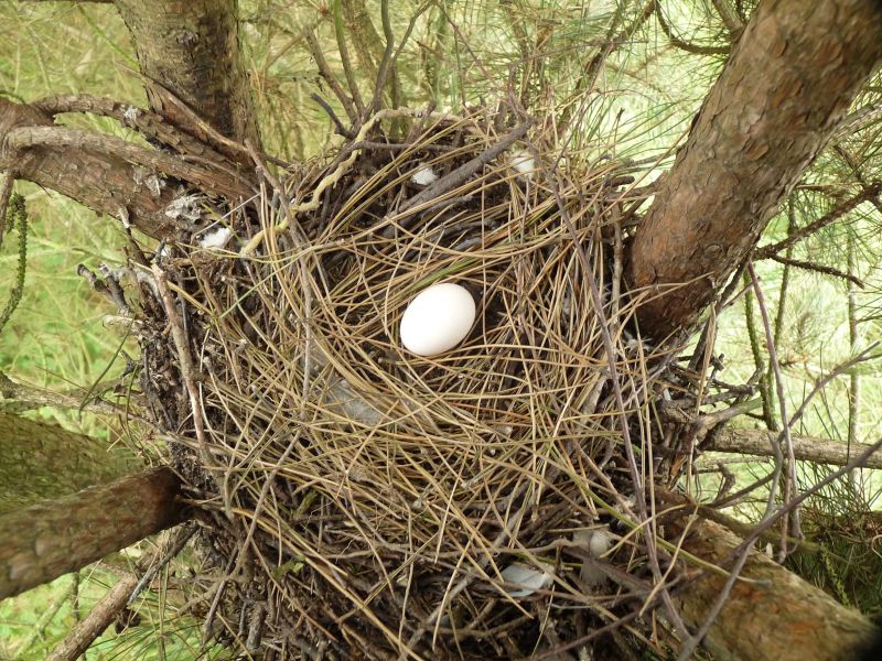 The Pigeon Nest Pigeon Nesting Habits And Behaviors Daily Birder