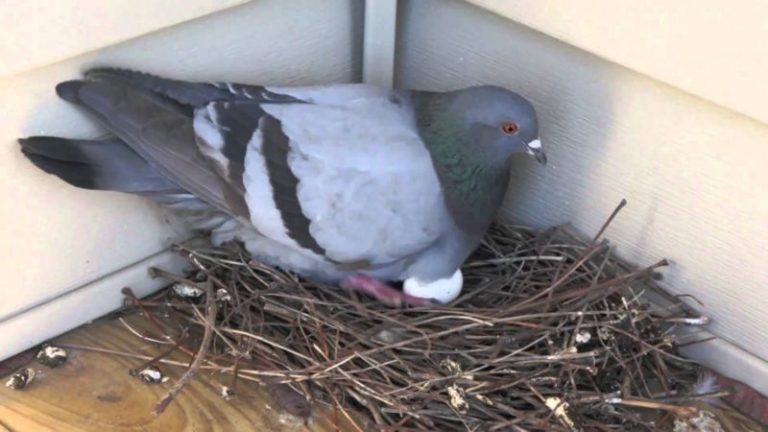 Het Duivennest: Nestgewoonten en-gedrag van duiven-dagelijkse Vogelaar