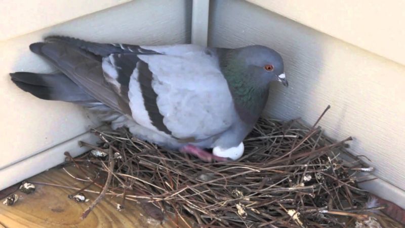 How long do pigeons stay in the nest