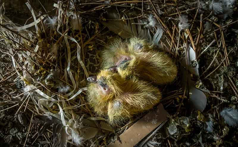 The Pigeon Nest Pigeon Nesting Habits And Behaviors Daily Birder