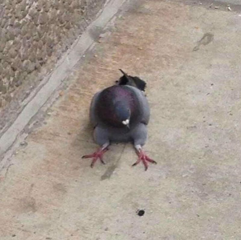 pigeon sitting