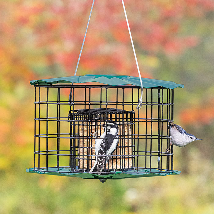 anti starling suet feeder