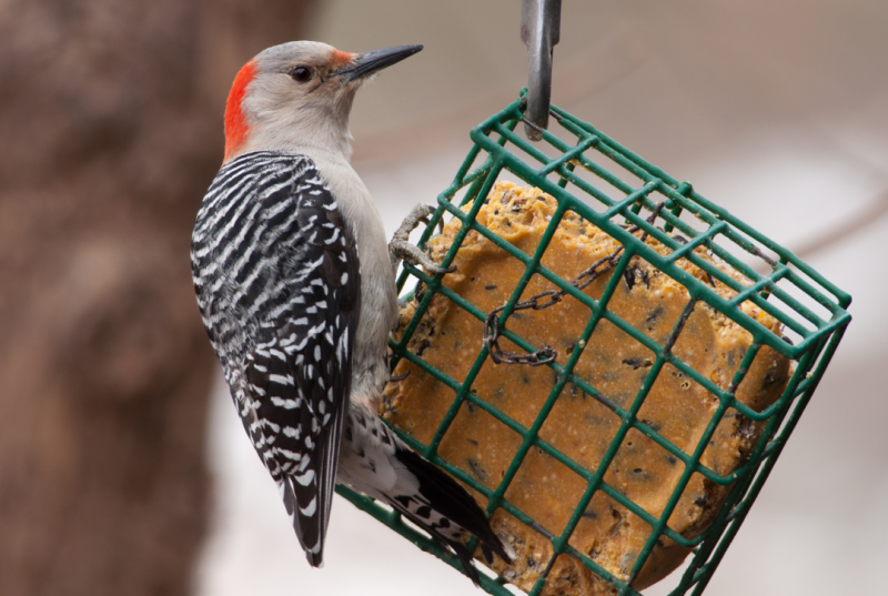 suet