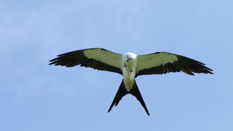 swallow tailed kite