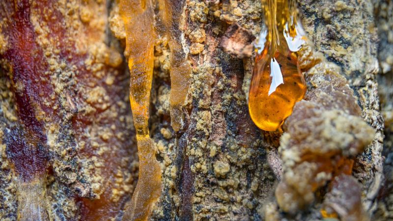 tree sap