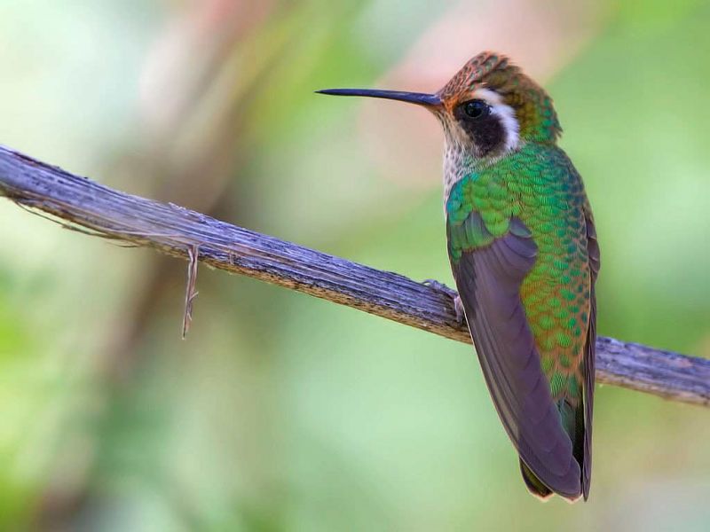 white eared hummingbird