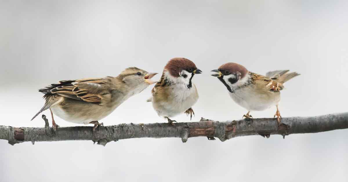 aggressive birds