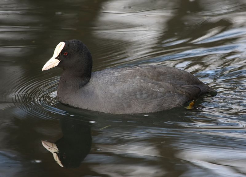 Birds Have Red Eyes? (13 Species Pictured) - Daily Birder