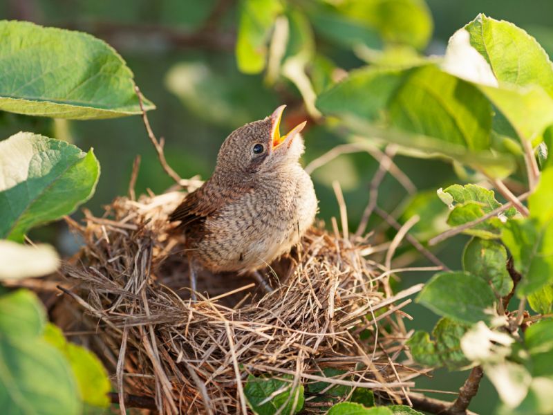 another baby bird