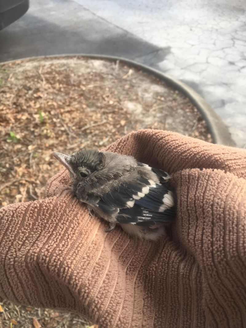 baby bird on hand